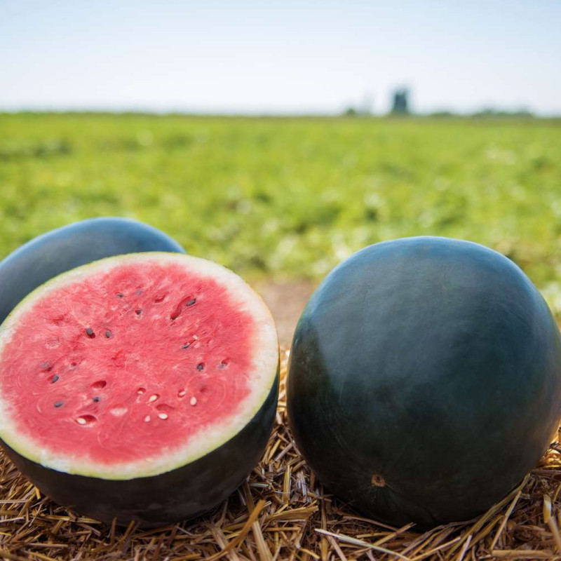 Black Diamond Watermelon