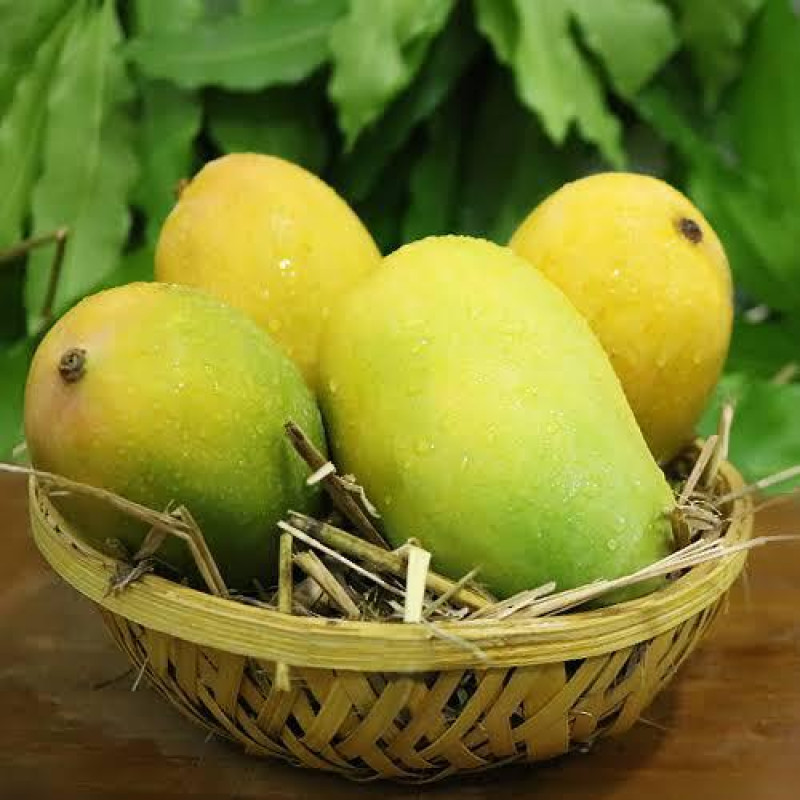 Mango Kesar: A Royal Delight - Unveiling the Golden Gem of Mangoes