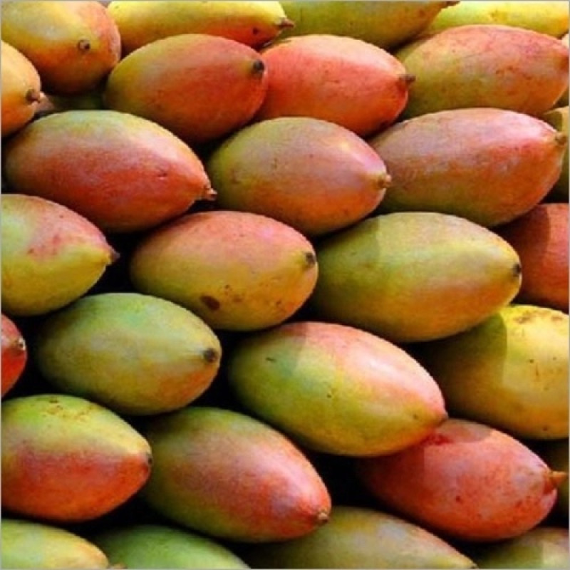 Totapuri Mango: The Exotic Delight