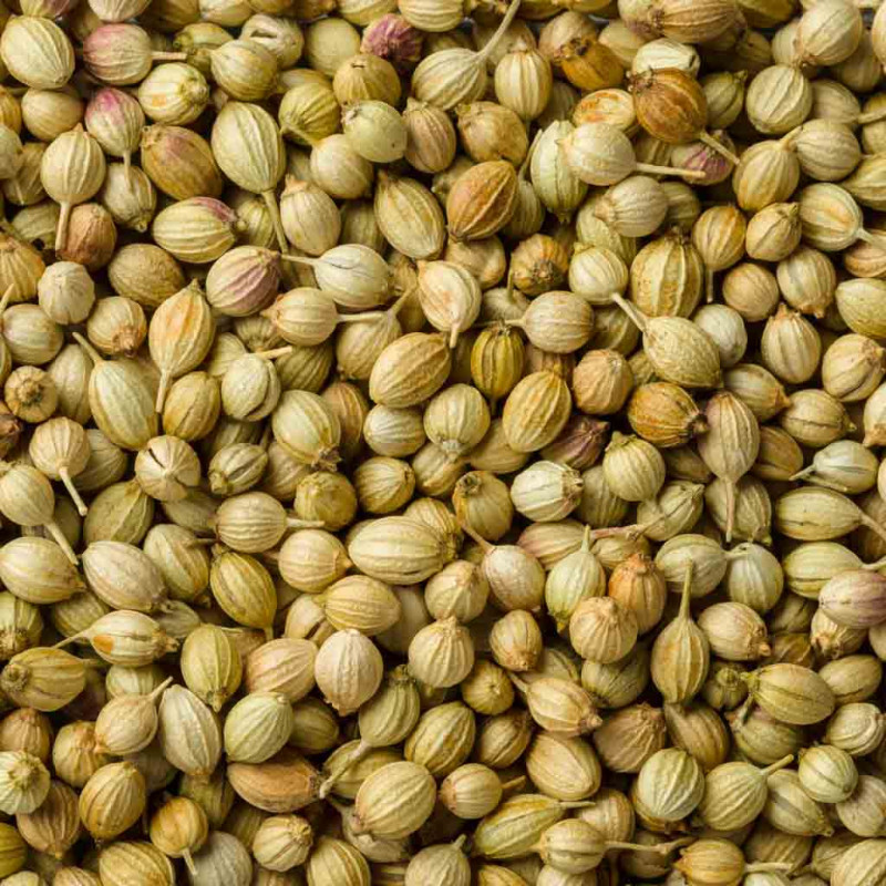 CORIANDER WHOLE(साबूत धनिया)