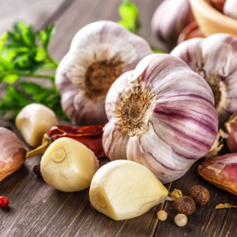 GARLIC BULBS